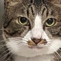キリっとした表情でカメラを見つめる猫→『後ろ』をよく見たら…まさか…