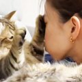 猫が噛みついてくるので『仕返し』したら…可愛すぎる『オチ』が29万再…