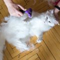 猫の抜け毛の時期と知っておきたい２つの対策