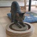 猫あるある！カメラを向けられると途端に飽きる