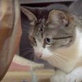 テクニックが必要！？猫ちゃんを呼び寄せる駆け引き術