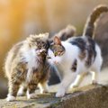 猫のオス・メス別『健康管理』で注意すべきこと5つ