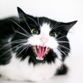 猫が威嚇してくるのはなぜ？その要因や対処法4つ