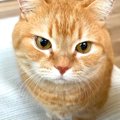 ネコとの添い寝中、咳が出てしまい起きたママ→なぜかネコがブチギレて…