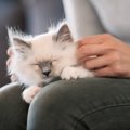 愛猫が『撫でてほしい』と思っているときのサイン3選　気持ちに応える…