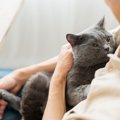 猫に嫌がられない『抱っこ』の方法4選　正しい抱き方のコツからNGポイント…