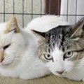 過酷な外の生活を脱した2匹の猫…6年におよぶ野良猫ゼロ活動の軌跡とは？