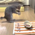 子猫が初めて『お刺身』を食べたら『野生』が目覚めて…ワイルドすぎる…