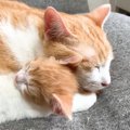 捨てられていた赤ちゃん猫の保護から約1ヶ月、優しい先住猫が…"まさ…