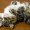 遊んでいて激突！？猫が頭をぶつけたときに確認すべき３つのこと