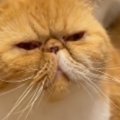 ごはんをもらうために『集まってきた猫たち』…あまりにも可愛い『待ち方』…