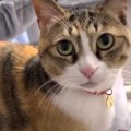 『癖になるかもニャ？』猫ちゃんにフーフー攻撃をやってみた！