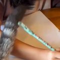 夏休みの宿題をしている女の子に『構ってほしい猫』…思わず笑ってしま…