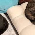 家の中に『おこもりスペース』を作った結果、猫たちが……ほっこりする…