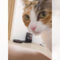 飼い主の『足のにおい』を嗅いだ猫…想像以上の『変顔』が961万再生「…