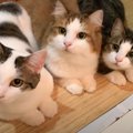 お風呂掃除をしていると、猫が集まってきて……手が止まってしまうほど…