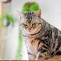 猫に『恨み』を抱かせてしまう飼い主のNG行為3選　嫌な気持ちになる理…