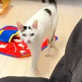 ご飯を食べた直後、猫がママの元へ→おしゃべりを始めて…！？想定外の『強…