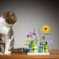 猫に絶対NGな『春の植物』8つ！理由と食べたときの危険な症状とは