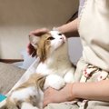 『お母さん大好きな猫』が甘えると…まさかの『見つめすぎる姿』が尊い…