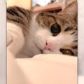 「かわいい猫ちゃんと添い寝なう♡」モフモフお手々に多くの猫好きがメ…