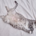 愛猫の『お腹が膨らんできた』と思ったら疑うべき6つの原因　太ってい…