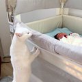 ベビーベッドで泣いている赤ちゃん→白猫が立ち上がって…あまりにも尊…