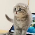 赤ちゃん猫の『かまって攻撃』で作業を中断した飼い主→再開してみると……&q…