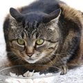 猫が『食事しているとき』の禁止行為3つ