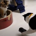 思わず釘付け！くるくる回る黒い物体に興味津々な猫ちゃん