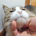 ナデナデを求めて！どこまでも追いかける猫ちゃん