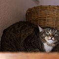 猫に恐怖を与えるダメな飼い方８選