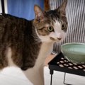 新たに追加を決定！猫ちゃんたちの水飲み場