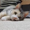 不思議な遊びにハマった猫→飼い主がカーペットに寝転がると…キュンと…