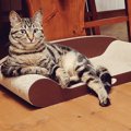 ヒルズ族？優雅な佇まいの猫が成功したセレブに見えると話題