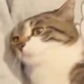 『膝から落ちそうになった猫』をしっかりと抱っこしてあげた結果…尊すぎる…