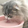 バイタルサインをベースとした愛猫のための６つの健康管理指標