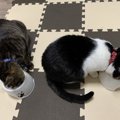 猫が『お尻を向けてくる』心理状態４選