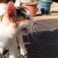 声が出なかった『ボロボロの子猫』→迷わず保護した日から１年…思わず涙が…