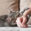 猫が腕に『ギュッと抱きついてくる』3つの理由　飼い主に伝えたいことがあ…
