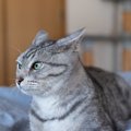 猫の『耳の向き』から気持ちが読み取れる？4つの状態別の意味や正しく見分…