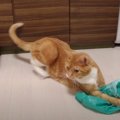 袋の中にねずみさん？！急にスイッチが入った猫ちゃん