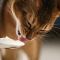 猫に『ヨーグルト』はあげても大丈夫？正しい与え方や量を解説　お腹…