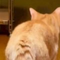 家の中をのんびりと歩いていたネコ→『振り返った』次の瞬間…まさかの…