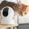 「姉猫の危機！」ペットカメラで異変を訴えた子猫の機転で、閉じ込め…