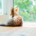 猫に『孤独』を感じさせてしまう飼い主のダメ行動4選　猫だってさみしさを…