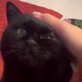 なでられて気持ちよさそうな黒猫→飼い主さんがなでるのを"やめる&quo…