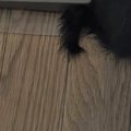 『いなくなった子猫たち』を慌てて探していると…『まさかの場所』に集まっ…