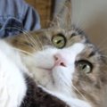 飼い主に抱っこされる元野良猫→お腹を撫でてあげると…驚きの光景が11万再…