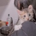 台風の日に子猫を保護して『3日目』になると…肩から全然離れない『尊…